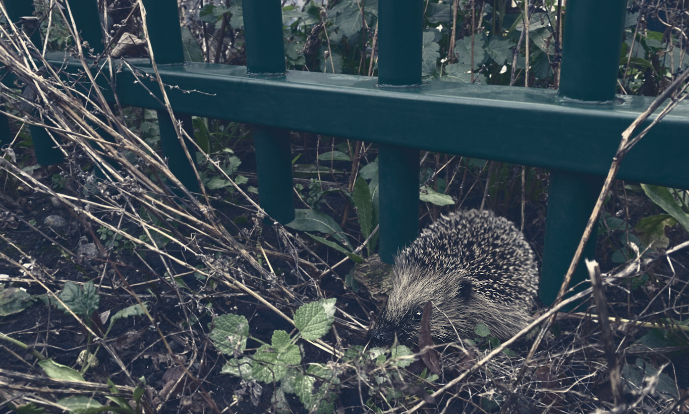 Hedgehog Havens: commercial security fencing solutions for hedgehog protection