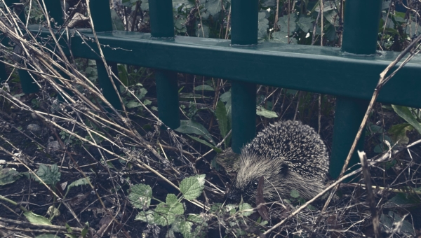 Hedgehog Havens: commercial security fencing solutions for hedgehog protection
