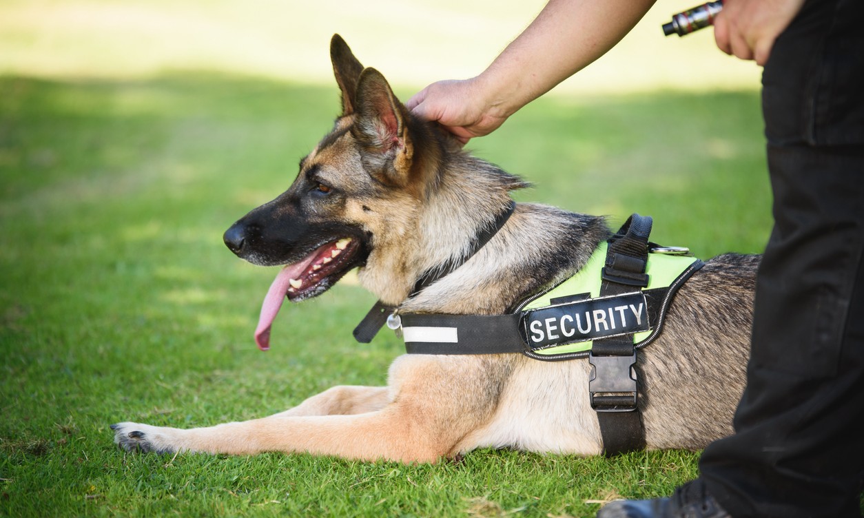 Canine guardians