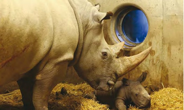 Milestone Systems makes new-born rhino an online star
